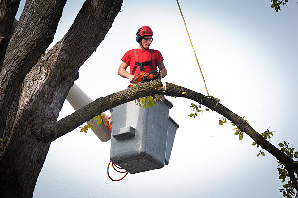 How Our Tree Care Process Works  in Northport, NY